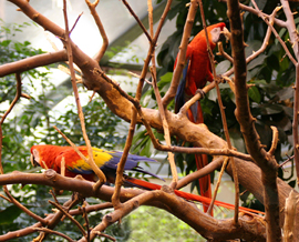 Parrots at the Biodome