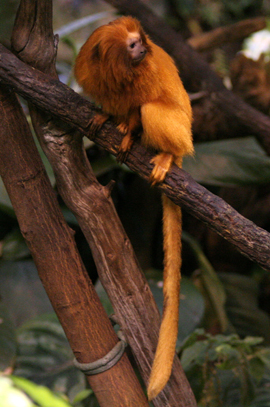 Monkey at the Biodome